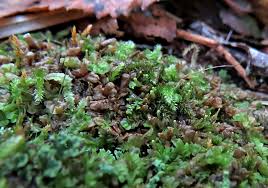 Attēlu rezultāti vaicājumam “Serpoleskea subtilis sporophyte”