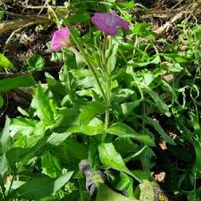 Attēlu rezultāti vaicājumam “Epilobium hirsutum leaf”