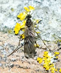 Attēlu rezultāti vaicājumam “Sylvicola sp.”