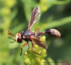 Attēlu rezultāti vaicājumam “Conopidae”
