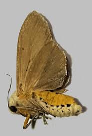 Attēlu rezultāti vaicājumam “Arctiidae”