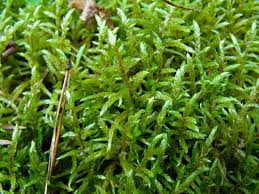 Attēlu rezultāti vaicājumam “Pleurozium schreberi sporophyte”