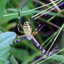 Attēlu rezultāti vaicājumam “Argiope bruennichi”