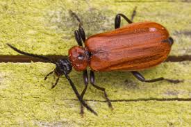 Attēlu rezultāti vaicājumam “Schizotus pectinicornis”