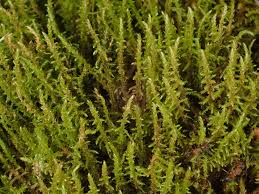 Attēlu rezultāti vaicājumam “Cratoneuron filicinum”