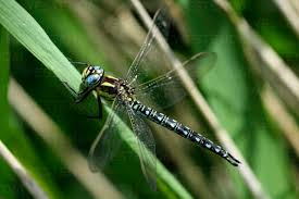 Attēlu rezultāti vaicājumam “Brachytron pratense”