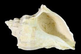 Image result for Melongena corona