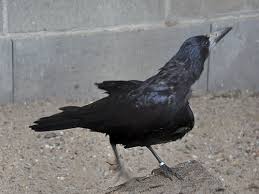 Attēlu rezultāti vaicājumam “Corvus frugilegus”