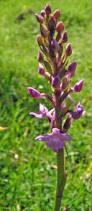 Attēlu rezultāti vaicājumam “Gymnadenia conopsea”