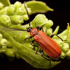 Attēlu rezultāti vaicājumam “Schizotus pectinicornis”