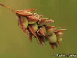 Attēlu rezultāti vaicājumam “Carex paupercula”