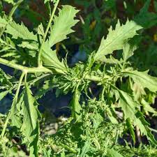 Image result for Chenopodium ambrosioides
