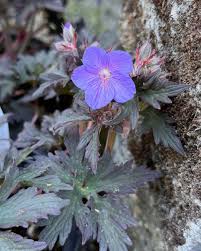 Image result for Geranium pratense