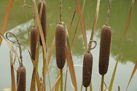 Attēlu rezultāti vaicājumam “Typha latifolia fruit”