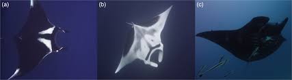 Image result for Mobula alfredi