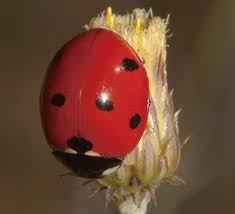 Attēlu rezultāti vaicājumam “Coccinella septempunctata”