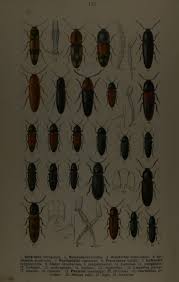 Attēlu rezultāti vaicājumam “Harminius undulatus”