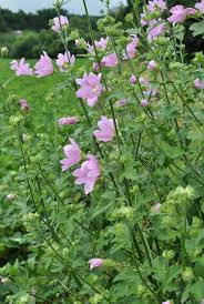 Image result for Lavatera thuringiaca