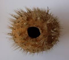 Image result for Vazella pourtalesii