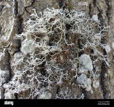 Attēlu rezultāti vaicājumam “Anaptychia ciliaris”