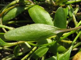 Attēlu rezultāti vaicājumam “Limosella aquatica”