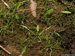 Attēlu rezultāti vaicājumam “Limosella aquatica”