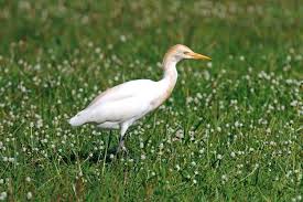 Attēlu rezultāti vaicājumam “Bubulcus ibis”