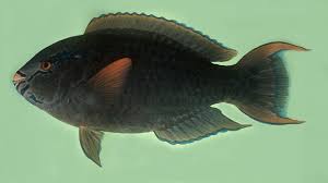 Image result for Scarus niger