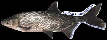 Image result for Mylopharodon conocephalus