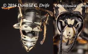 Attēlu rezultāti vaicājumam “Hoplia parvula imago”