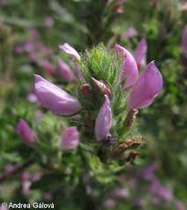 Attēlu rezultāti vaicājumam “Ononis arvensis flower”