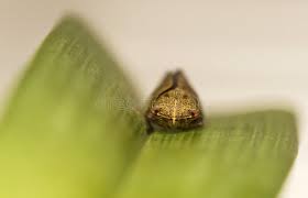 Attēlu rezultāti vaicājumam “Aphrophora alni imago”