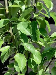 Attēlu rezultāti vaicājumam “Pyrus communis leaf”