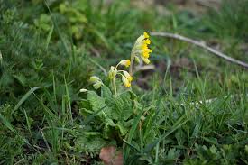 Image result for Primula veris