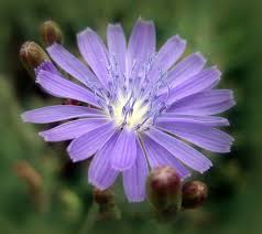 Attēlu rezultāti vaicājumam “Lactuca tatarica”