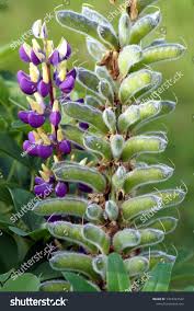 Attēlu rezultāti vaicājumam “Lupinus polyphyllus fruit”