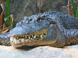 Image result for Alligator mississippiensis