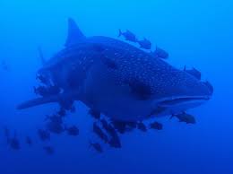 Image result for Rhincodon typus