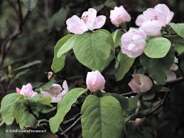 Attēlu rezultāti vaicājumam “Cydonia oblonga flower”