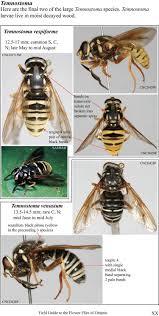 Attēlu rezultāti vaicājumam “Temnostoma vespiforme”