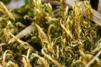 Attēlu rezultāti vaicājumam “Drepanocladus aduncus”