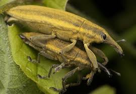 Attēlu rezultāti vaicājumam “Lixus iridis”