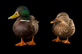 Attēlu rezultāti vaicājumam “Anas platyrhynchos male”