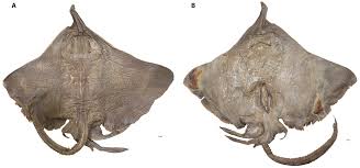 Image result for Myliobatis freminvillei