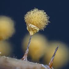 Attēlu rezultāti vaicājumam “Metatrichia vesparia spores”