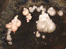 Attēlu rezultāti vaicājumam “Lycogala flavofuscum sessile”