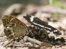 Attēlu rezultāti vaicājumam “Lopinga achine”