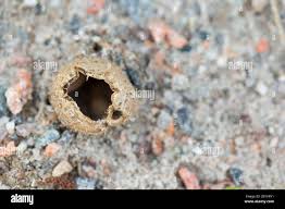 Attēlu rezultāti vaicājumam “Geopora arenicola”