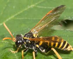 Attēlu rezultāti vaicājumam “Tenthredo scrophulariae larva”