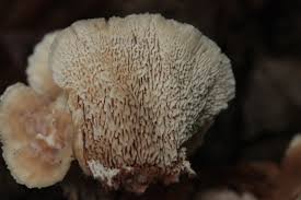 Attēlu rezultāti vaicājumam “Abortiporus biennis”